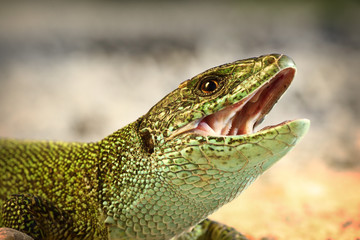 european green lizard trying to bitei