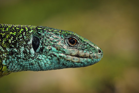 green lizard closeup of head