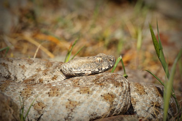 Naklejka premium Macrovipera lebetina schweizeri portrait