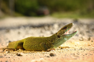 male green lizard ready to attack