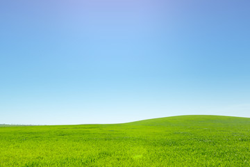 beautiful Green field