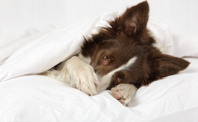 Beautiful Border Collie dog lying on a bed under blanket