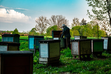 Pszczoły przy ulu - Pasieka © blesz