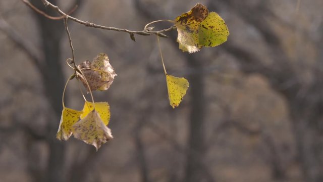 leaves in high speed