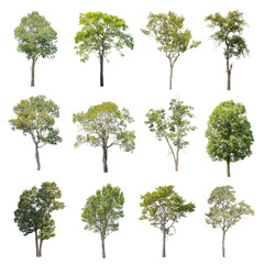 Isolated Trees on white background, Collection of trees.