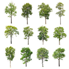 Isolated Trees on white background, Collection of trees.