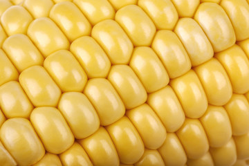 Corn on the cob