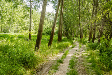 dirt road in a young poplar forest 