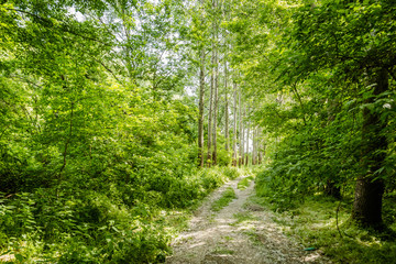 Obraz premium dirt road in a young poplar forest 