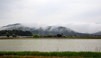 Low clouds on mountains behind rural Japanese rice field