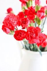 Bunch of Beautiful Red Carnation Flowers on White Background