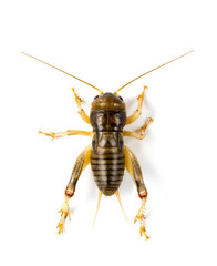 Image of cricket on white background., Insects. Animals