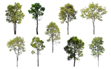 Isolated Trees on white background, Collection of trees.