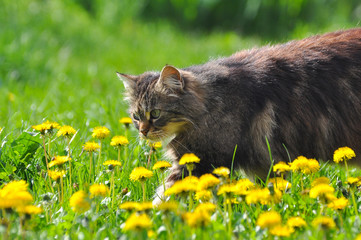 Naklejka na ściany i meble Beautiful fluffy cat in dandelions. Portrait of Norwegian fluffy cat on the grass with dandelions