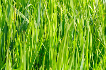 Fototapeta na wymiar spring grass field