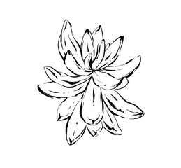 Hand drawn vector abstract artistic ink textured graphic sketch drawing illustration of succulent cactus plant flower isolated on white background
