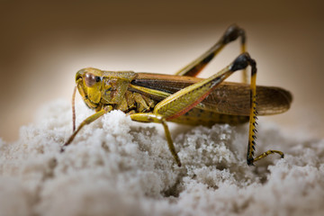 Close up of grasshopper on white sand