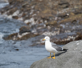 Black-tailed gull in Shimokita Peninsula, Aomori Prefecture, Japan.