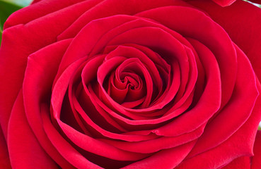 Macro Close Up Shot Of A Red Rose Flower