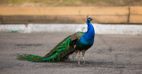 Obraz premium beautiful peacock in the zoo