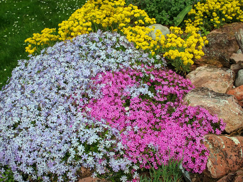 Phlox