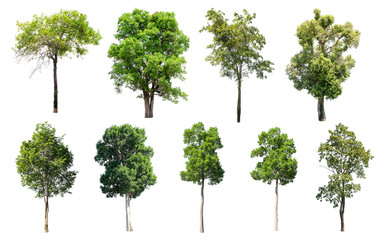 Isolated Trees on white background, Collection of trees.