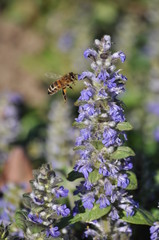 Bee flying to blue flower