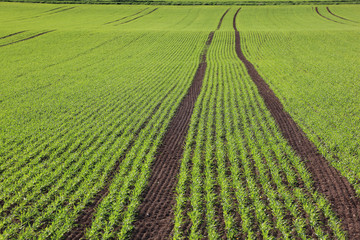 Getreidefeld im Frühling