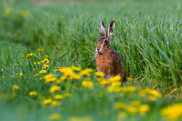 European Brown Hare (Lepus europaeus) in summer farmland setting