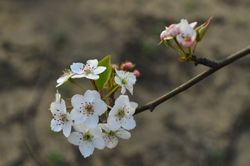 Pear flower in full bloom in spring