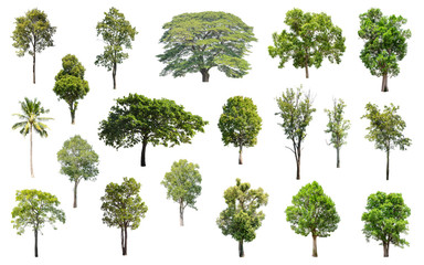 Fototapeta premium Isolated Trees on white background, Collection of trees.