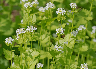 Knoblauchsrauke, Alliaria petiolata