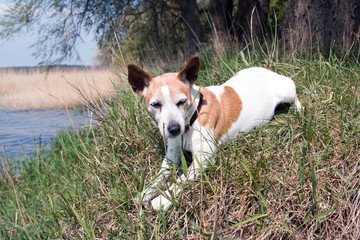 Jack Russel Hündin liegt entspannt auf der Wiese am Meer