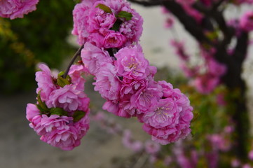 Fototapeta premium The cherry blossom in the park