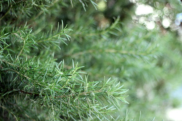 Rosemary herb branches with leaves close-up. Cooking food ingredient, raw flavoring plants