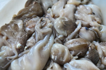 Octopus seafood fresh