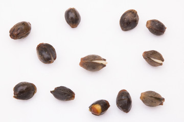 marijuana seed on wet tissue paper prepair grow plant