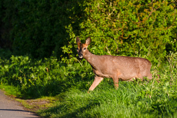 Roe Deer (Capreolus capreolus) walking through summer farmland field