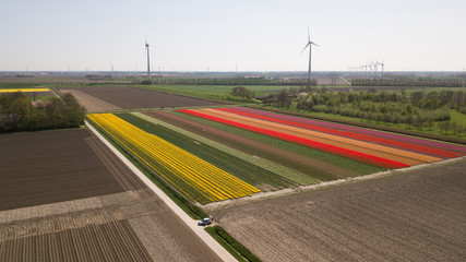 Aerial of colorful flower fields in Holland