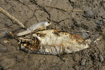 The dead fish