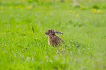 European Brown Hare (Lepus europaeus) in summer farmland setting