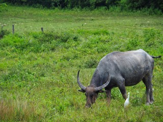 Buffalo feeds on pasture