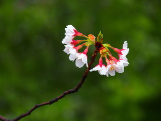 開花した桜