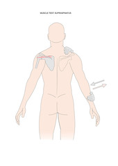 muscle testing:supraspinatus. Test used in kinesiology, neurology, physical therapy