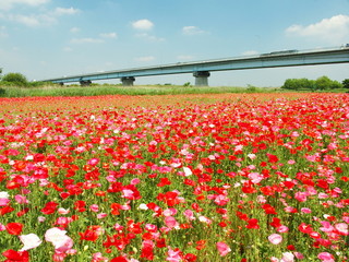 ポピー畑風景