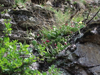 Feigenkaktus Blüten Opuntie