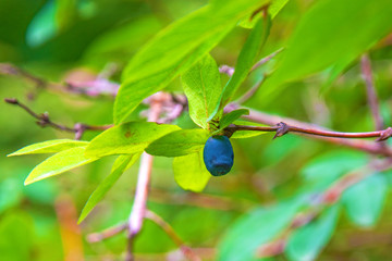 ripe, dark blue Honeysuckle grows on a Bush all in green leaves. 