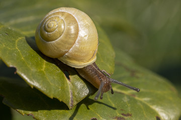 Schnecke mit Schneckenhaus