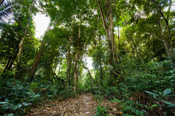 Obraz premium Khao Phanom Bencha national park