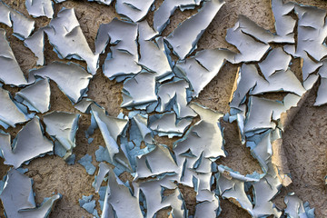 Texture of wood with the exfoliated blue and white paint